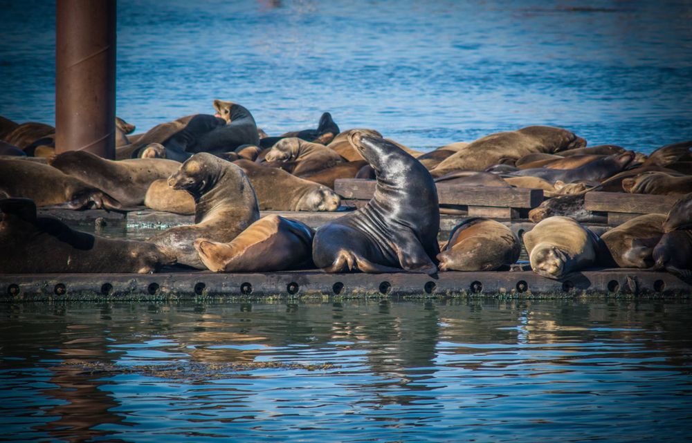 Large group of sea lions resting on wooden pier by the ocean.
