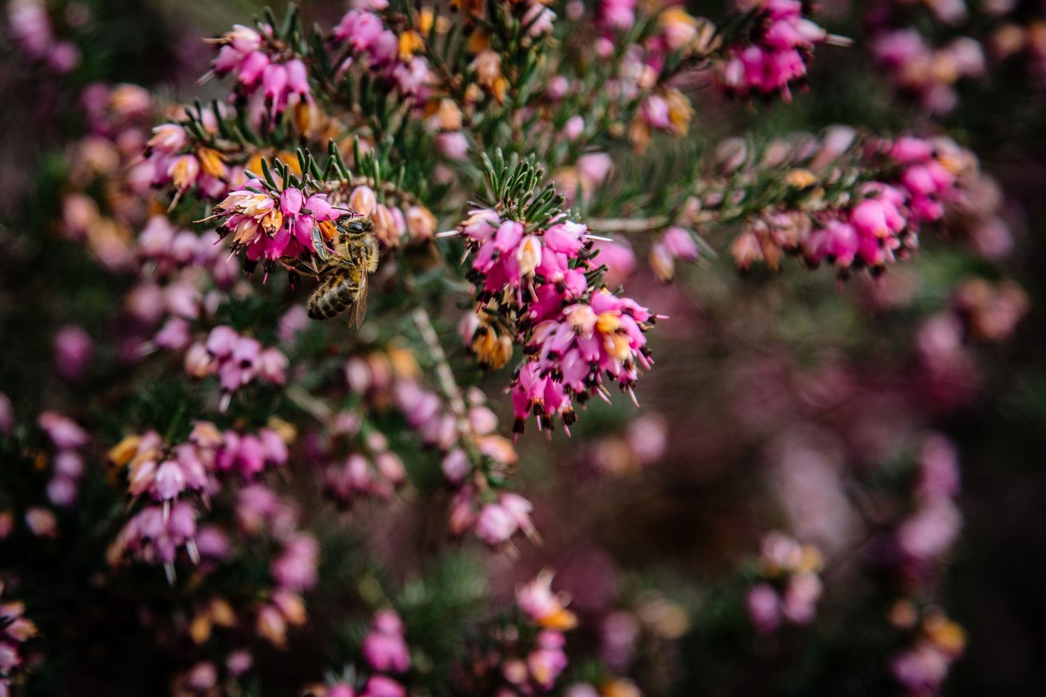 Delicate pink flowering branches in soft focus creating romantic garden atmosphere.