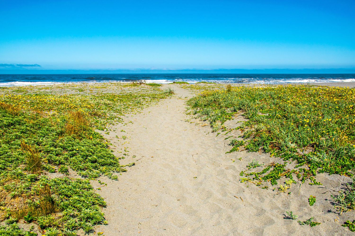 Sandy path through yellow wildflowers leading to the ocean under bright blue skies.