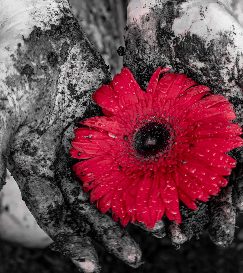 Close-up of red gerbera daisy with water droplets in selective color photography.