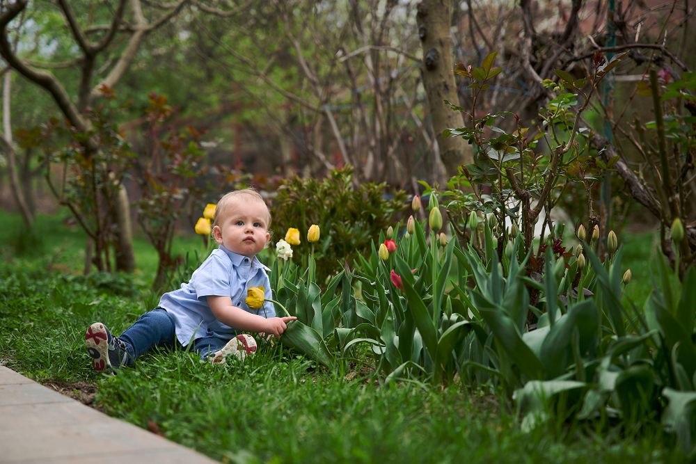 Child exploring spring garden with blooming tulips.