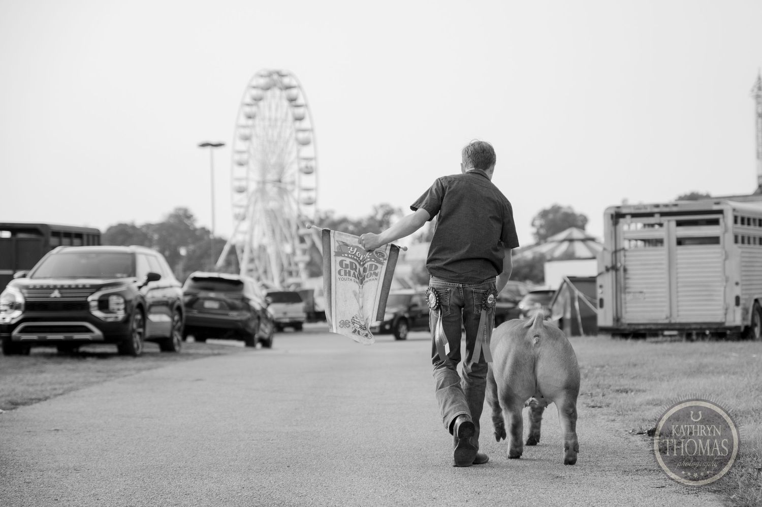 Black and white photo of livestock being led past parked cars and a ferris wheel.