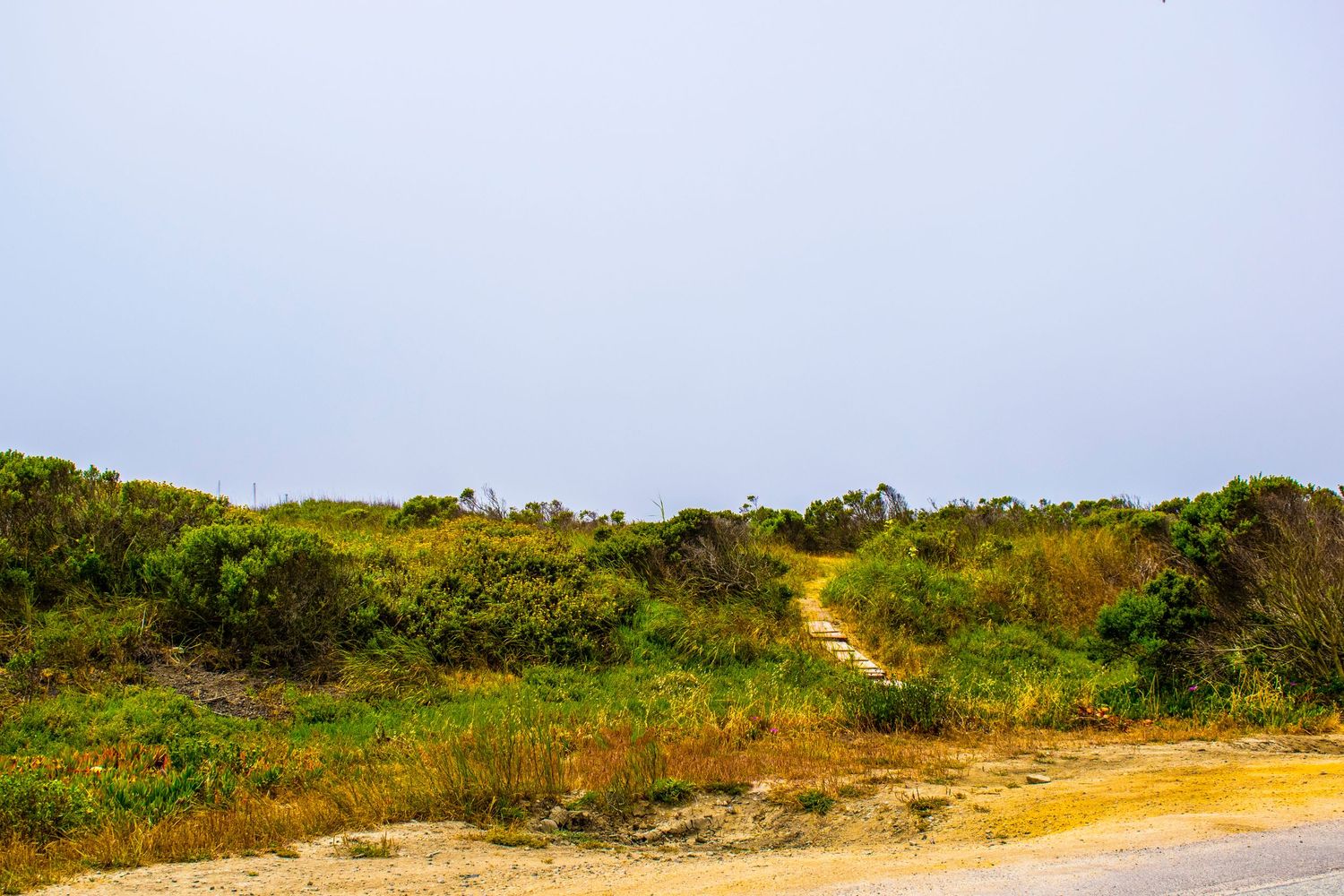 Sandy path winds through coastal dunes covered in green vegetation.