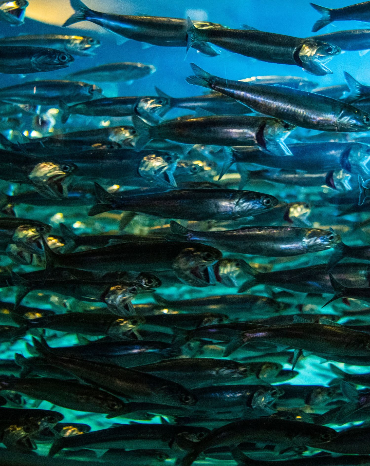 Dense school of silver fish swimming together in crystal clear blue ocean waters.