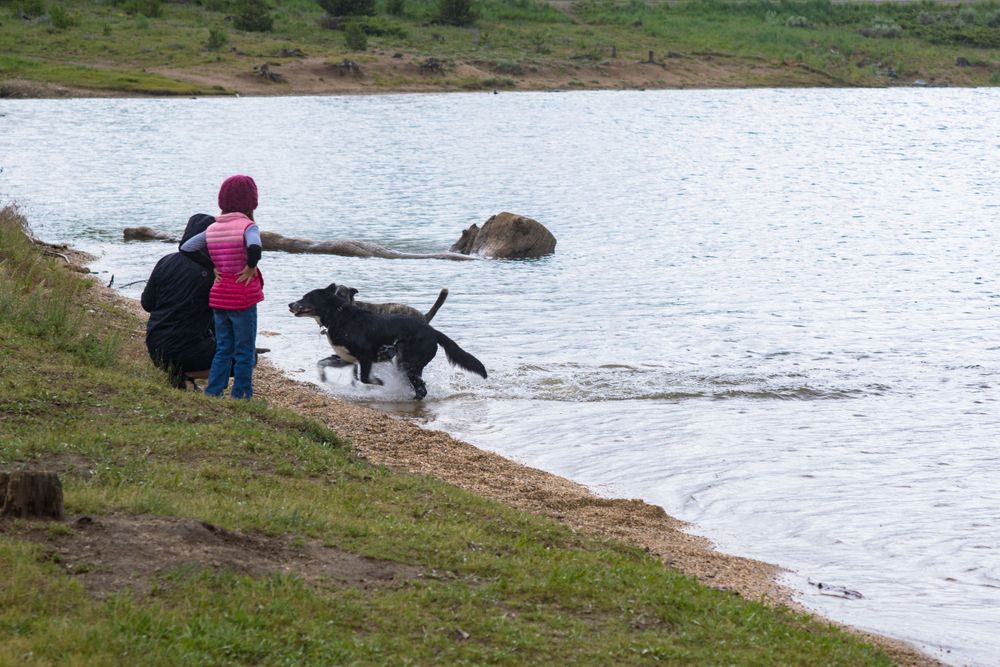 Dogs play in the water while someone watches from the shoreline on a cloudy day.