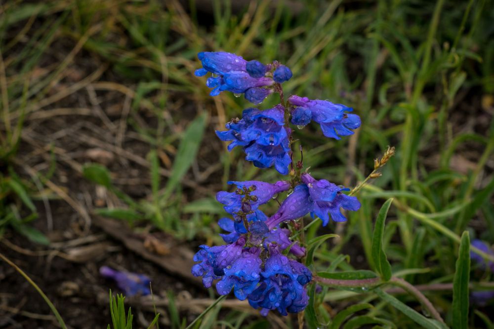 Vibrant blue delphinium flowers bloom against a natural green background.