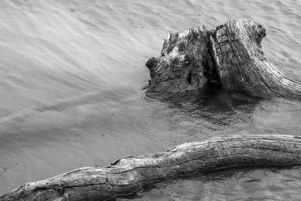 Black and white photograph of a weathered tree stump in rippling water.