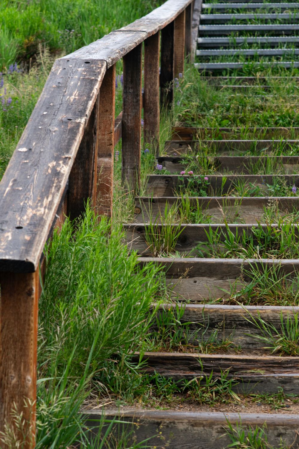 Wooden stairs with handrail overgrown with grass in natural setting.