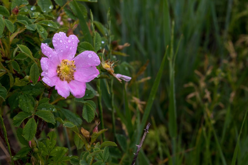 Single pink wild rose flower blooming among green foliage.