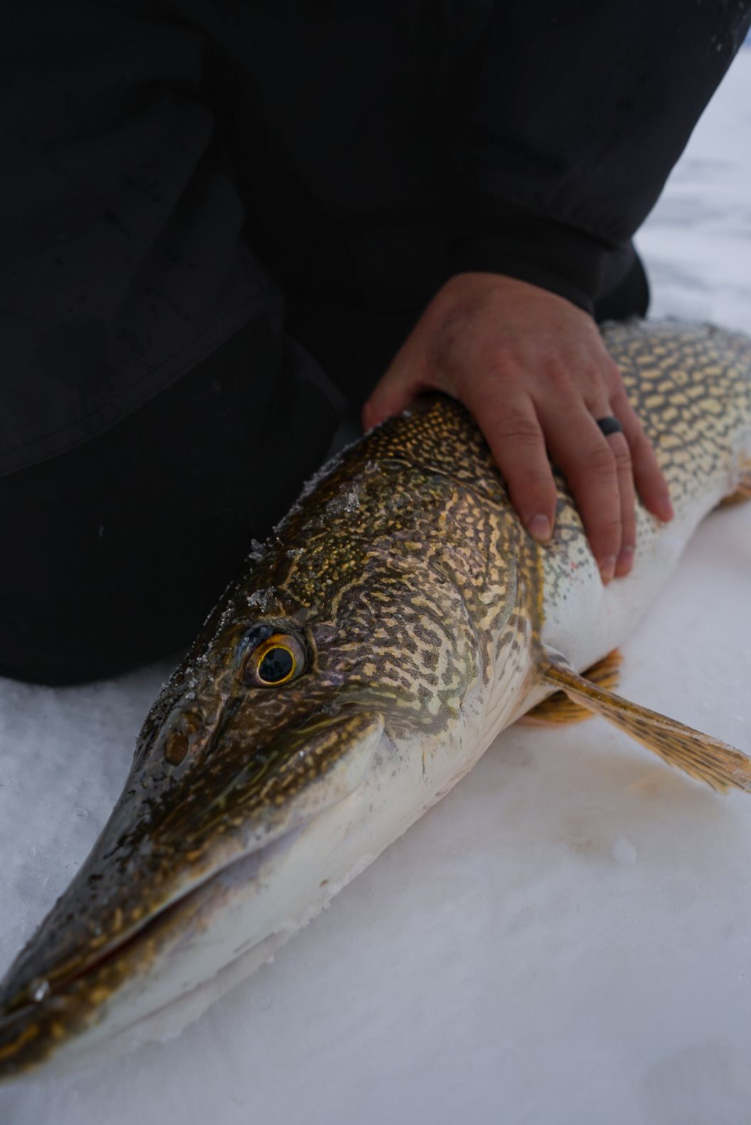 Large northern pike fish lying in fresh snow with detailed scale patterns visible.