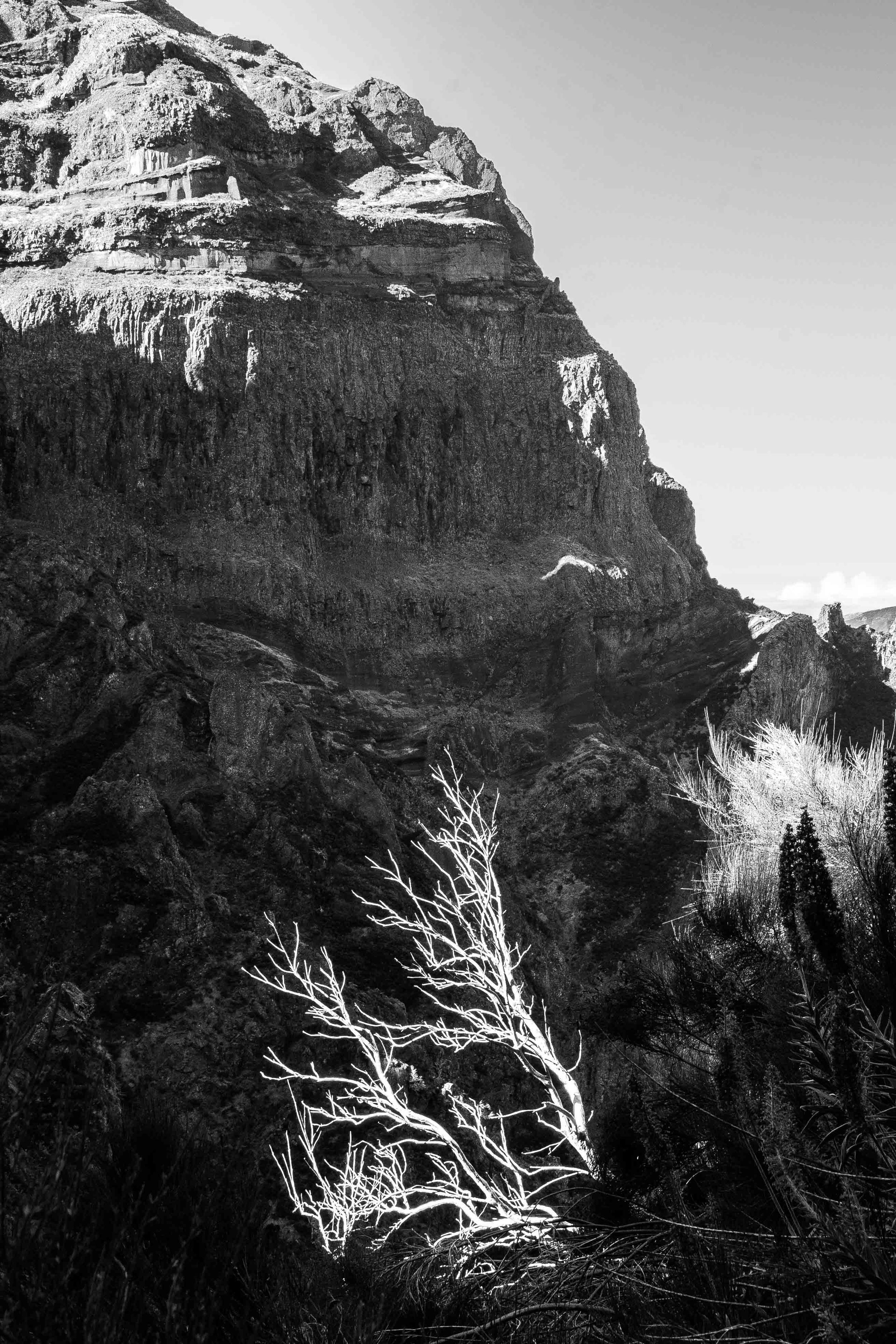 Black and white photograph of a stark mountain face with bare tree in foreground.