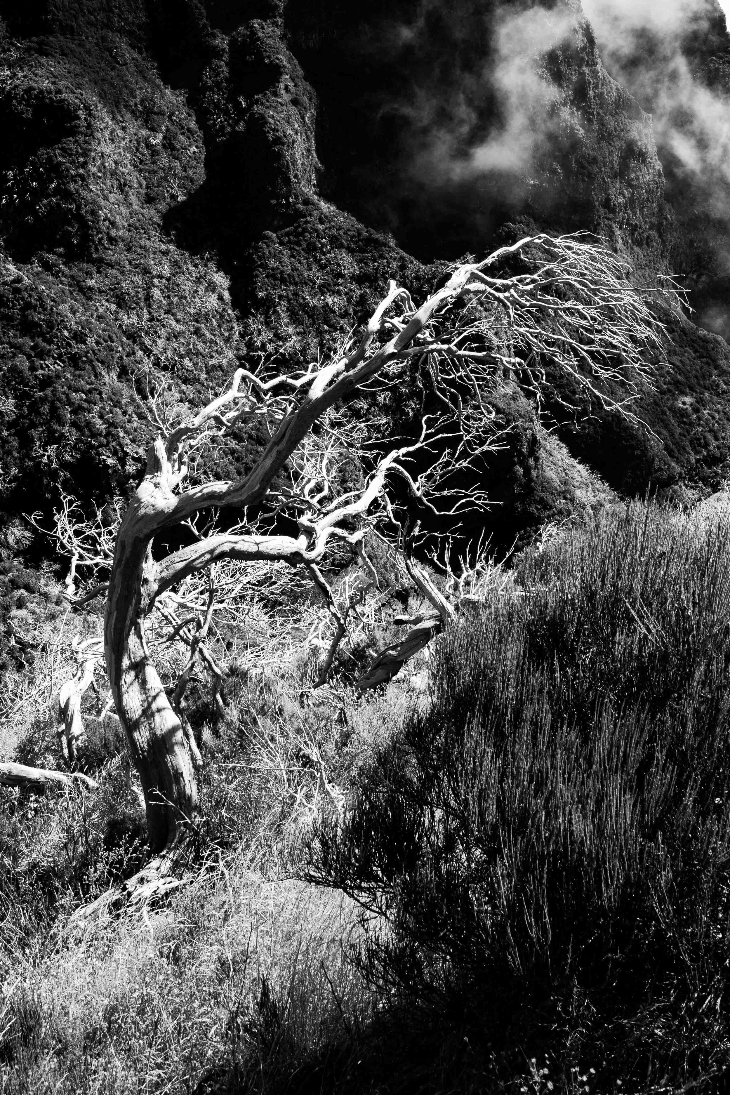 A stark black and white image of a twisted dead tree against a rocky mountainside with dramatic clouds.
