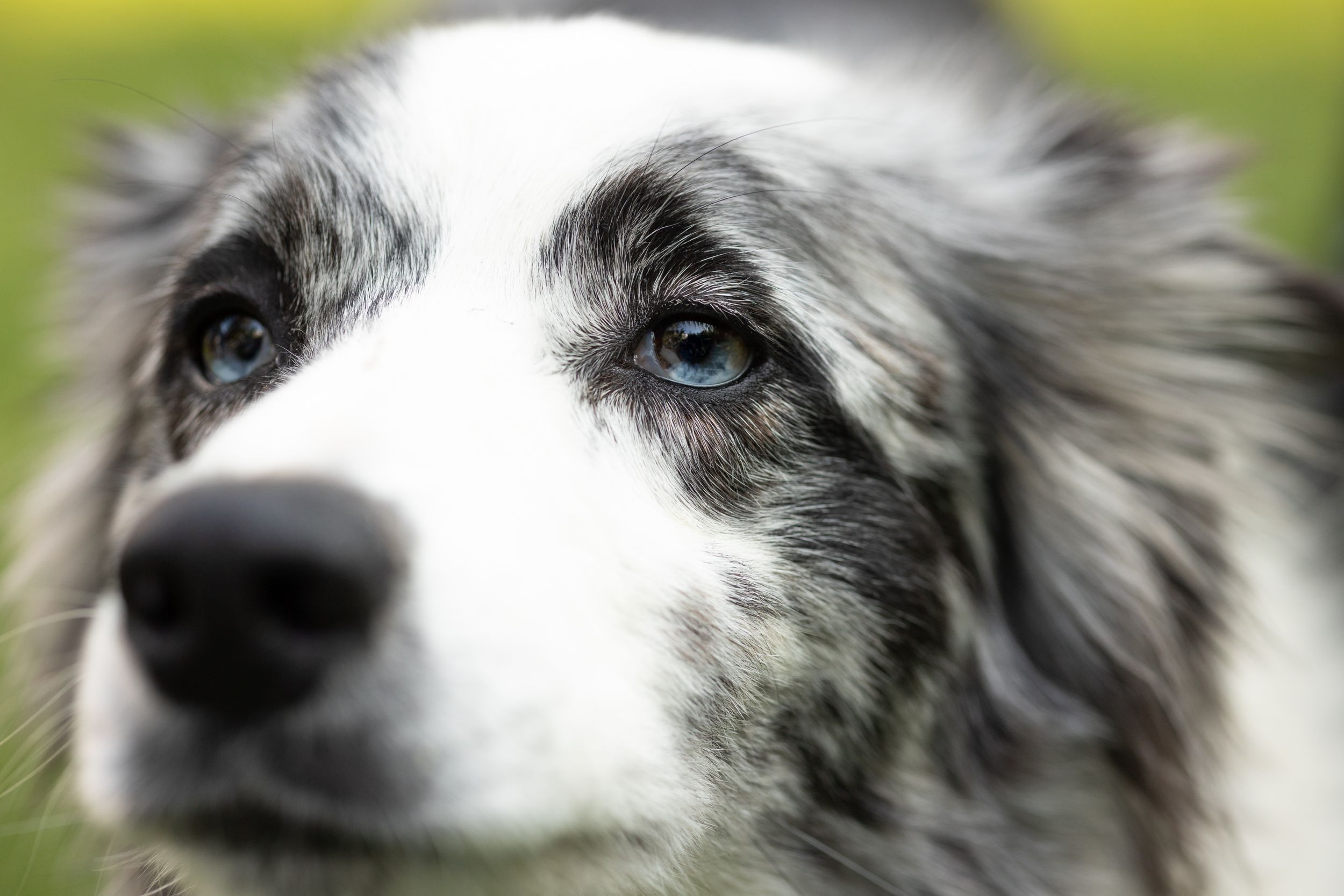 Border collie