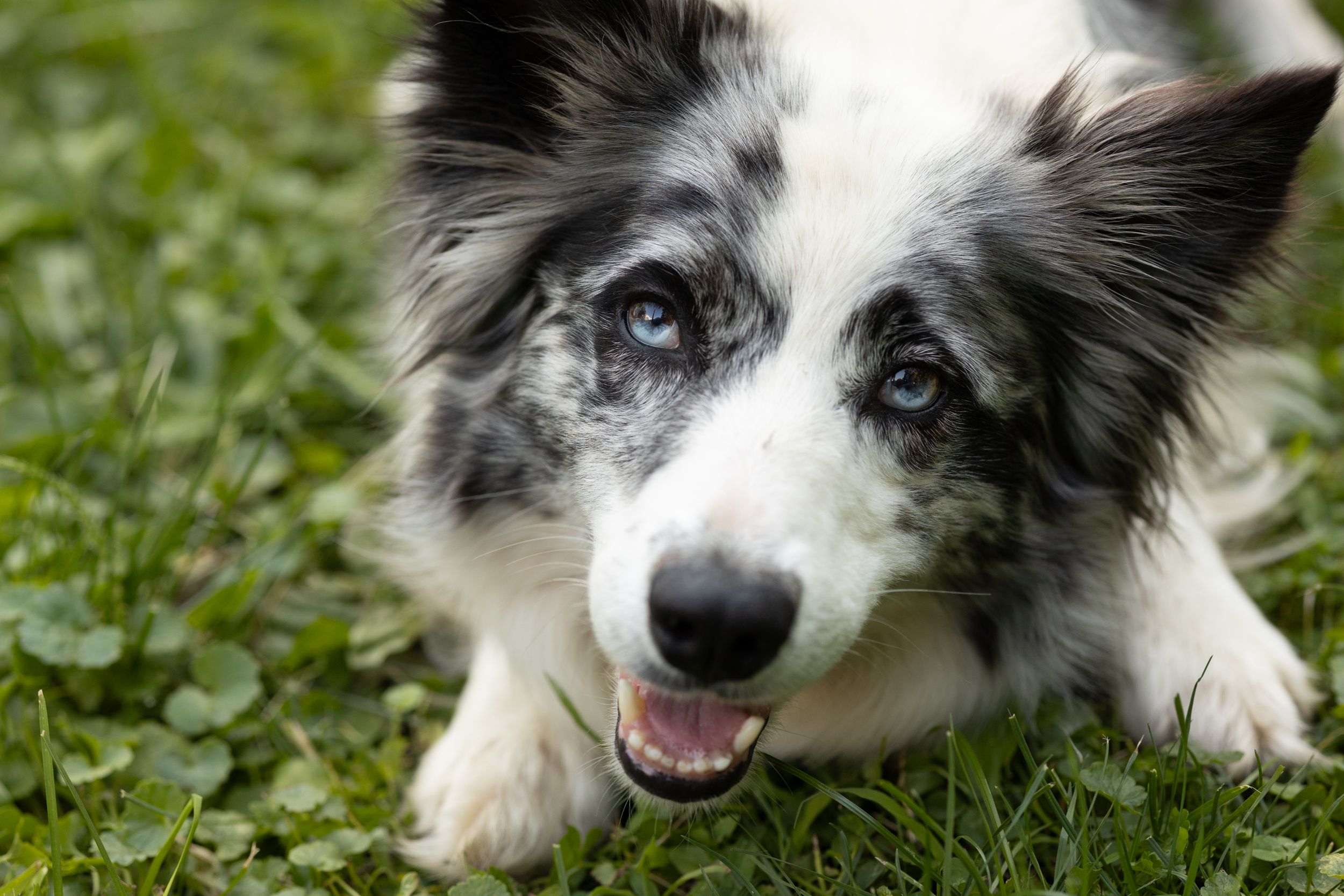 Border collie