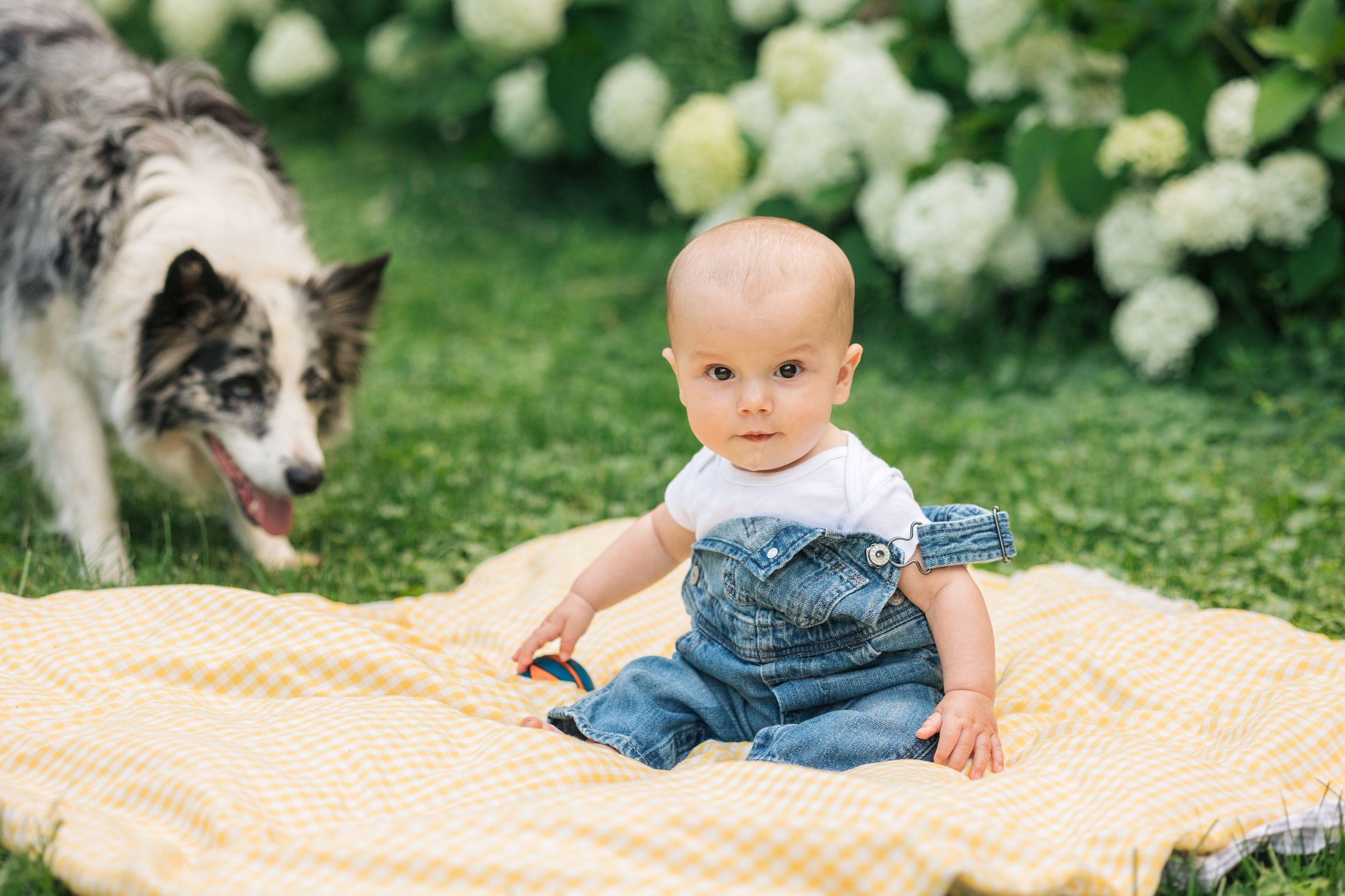 Border collie and infant