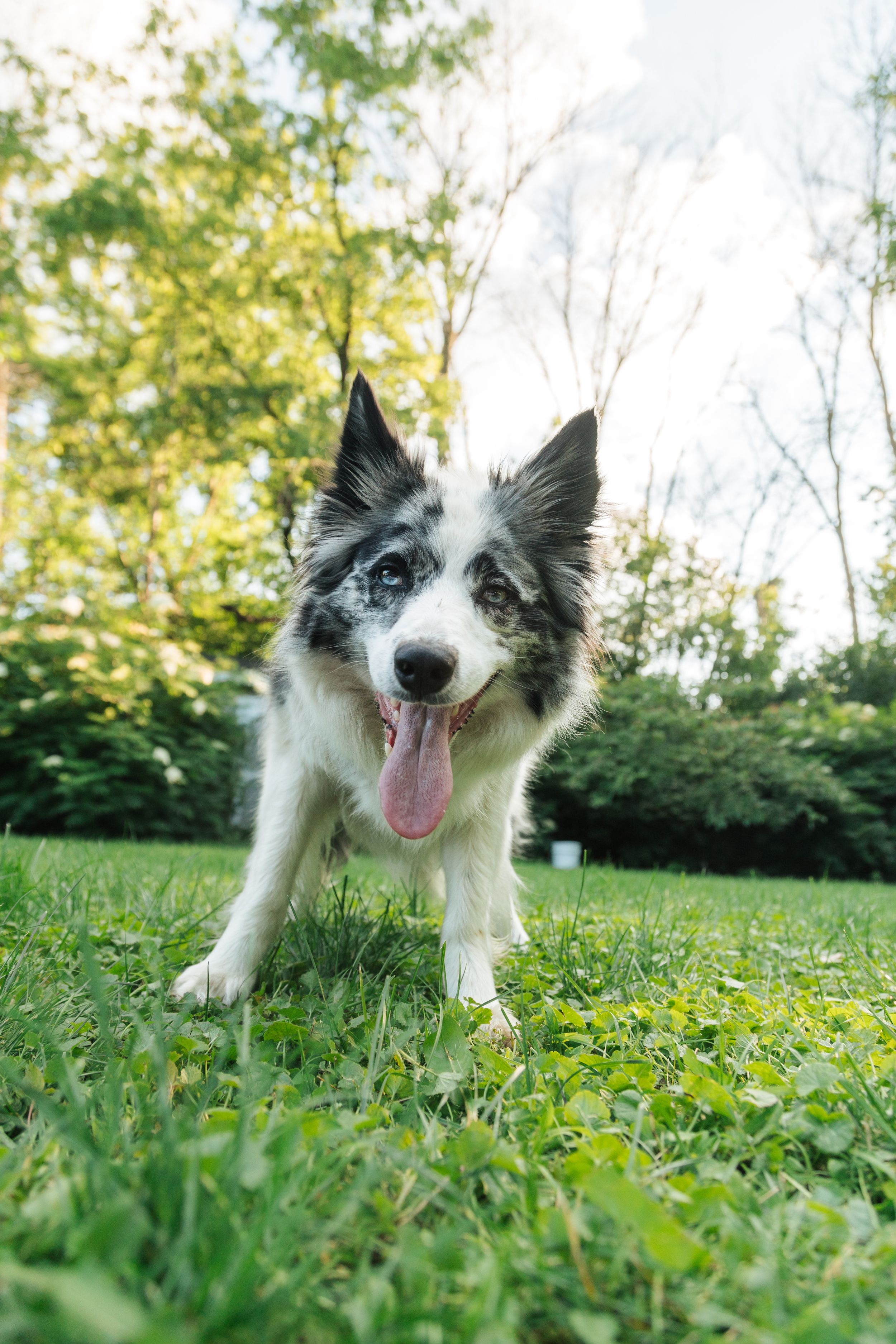 Border collie portrait