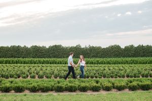 Engaged couple walking hand-in-hand through rows of green plants on a farm at sunset.