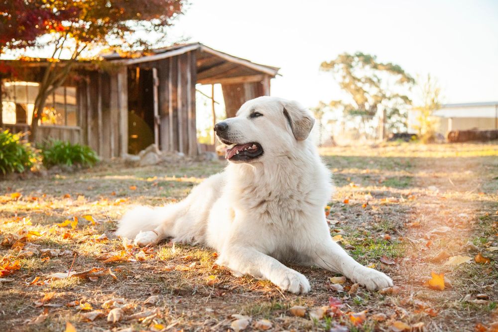 White dog laying in front of rustic cabin during golden sunset.