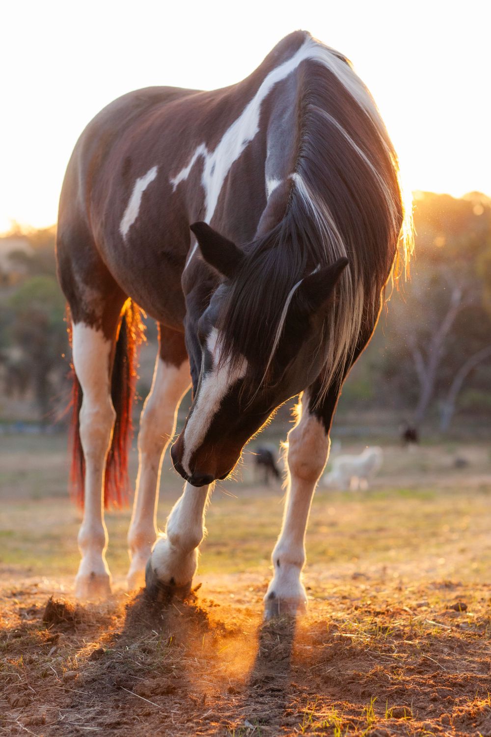 Paint horse grazing at sunset with golden light streaming through.