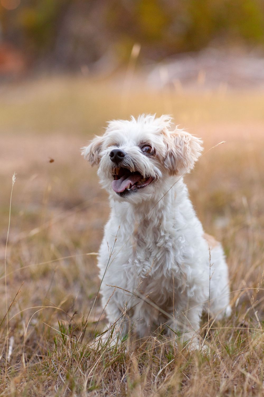 Adorable white Maltese dog sitting in brown grass field with happy expression and open mouth during autumn.