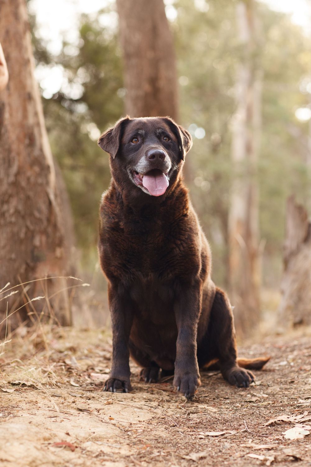 Happy chocolate Labrador sits on a dirt path in a forest with tongue out and warm lighting.