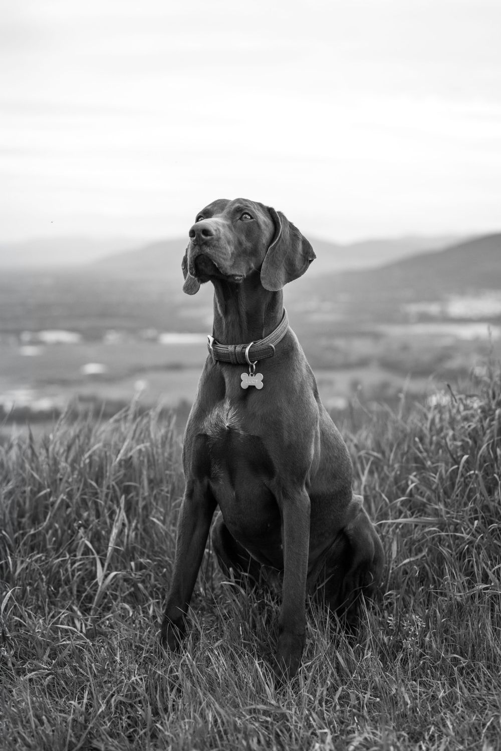 Black and white portrait of a ridgeback dog sitting in tall grass with mountains in background.