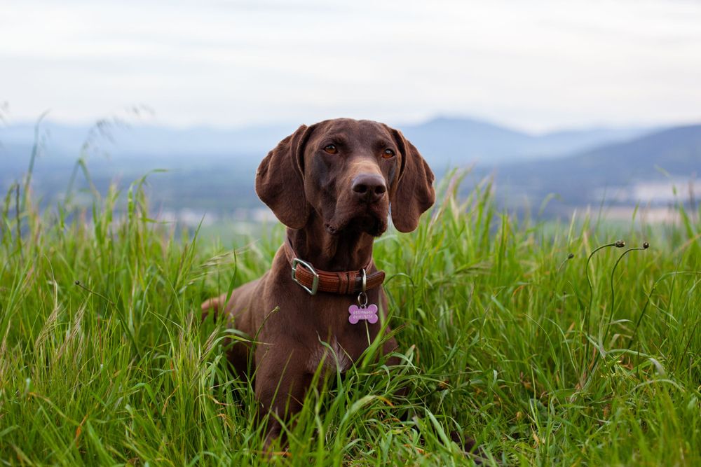 Brown ridgeback dog in green mountain meadow wearing collar with mountains in background.