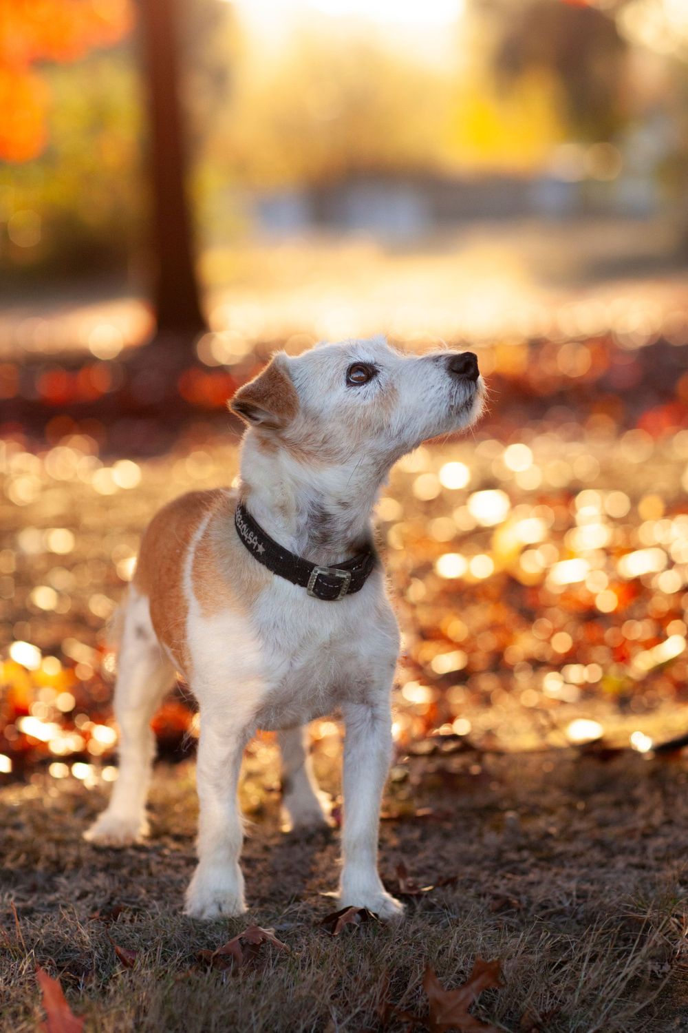 Small white terrier dog looking up during golden sunset with autumn leaves in background.