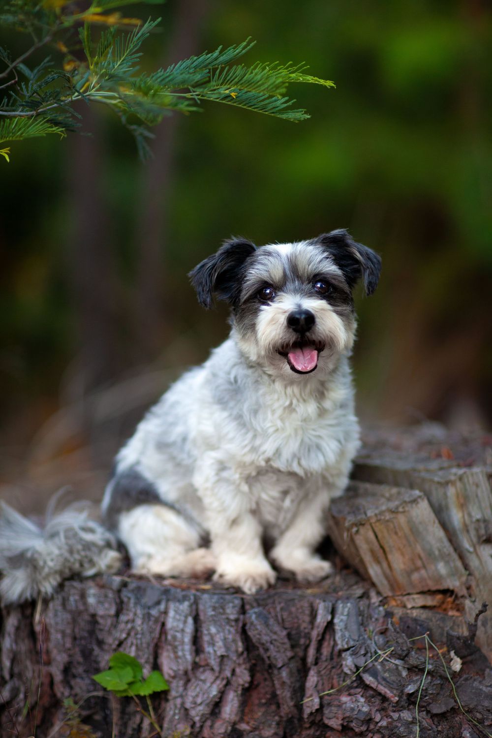 Happy black and white terrier mix dog with scruffy fur sits on wooden log in outdoor forest setting.