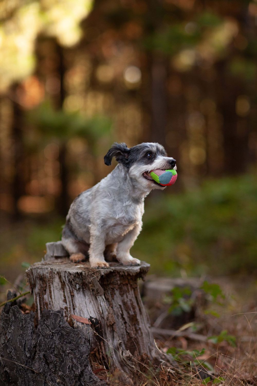 A small gray dog sits proudly on a tree stump with a tennis ball in its mouth in a forest setting.