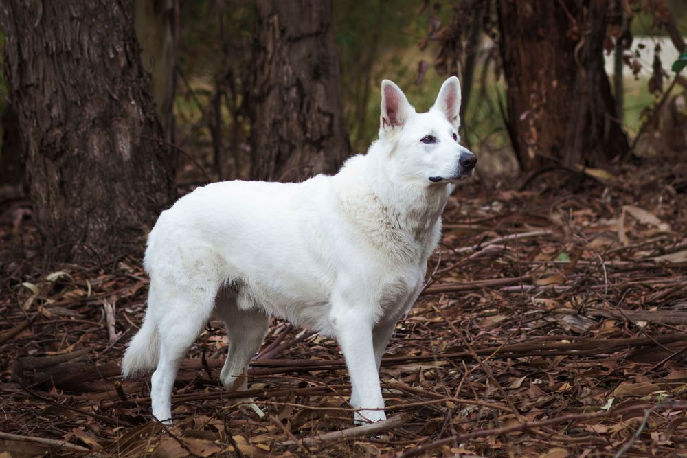A majestic white Swiss Shepherd stands alert on forest ground covered in pine needles.
