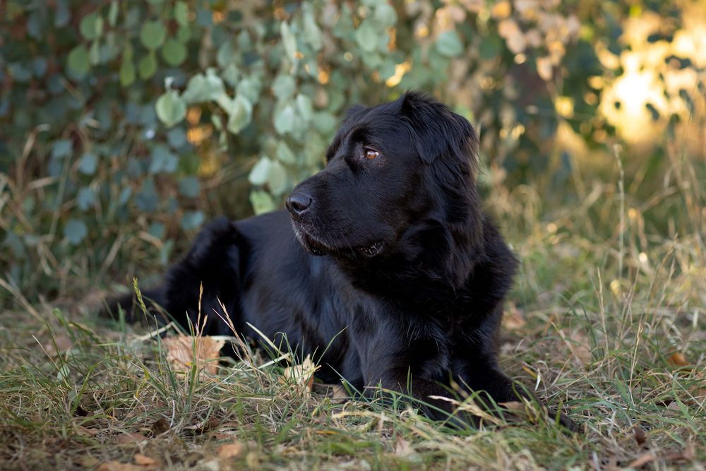 Black dog lying in grass with autumn foliage and soft sunlight in the background.