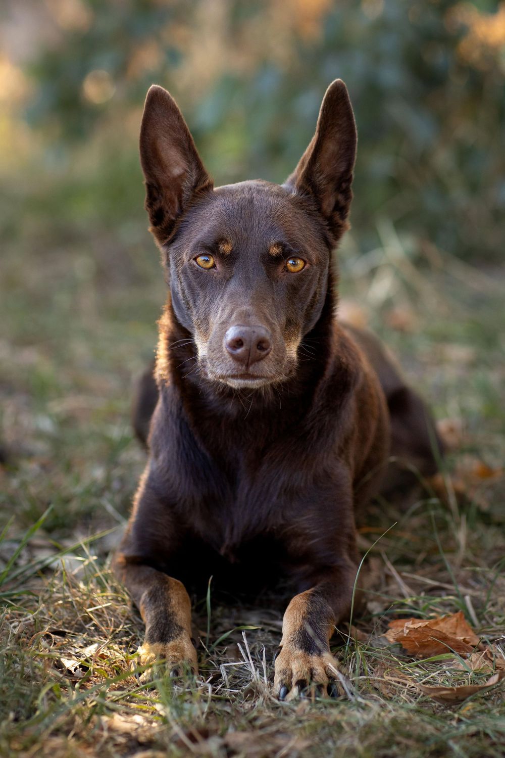 Close-up photos of an alert Australian Kelpie dog with perked ears lying in fallen leaves outdoors.