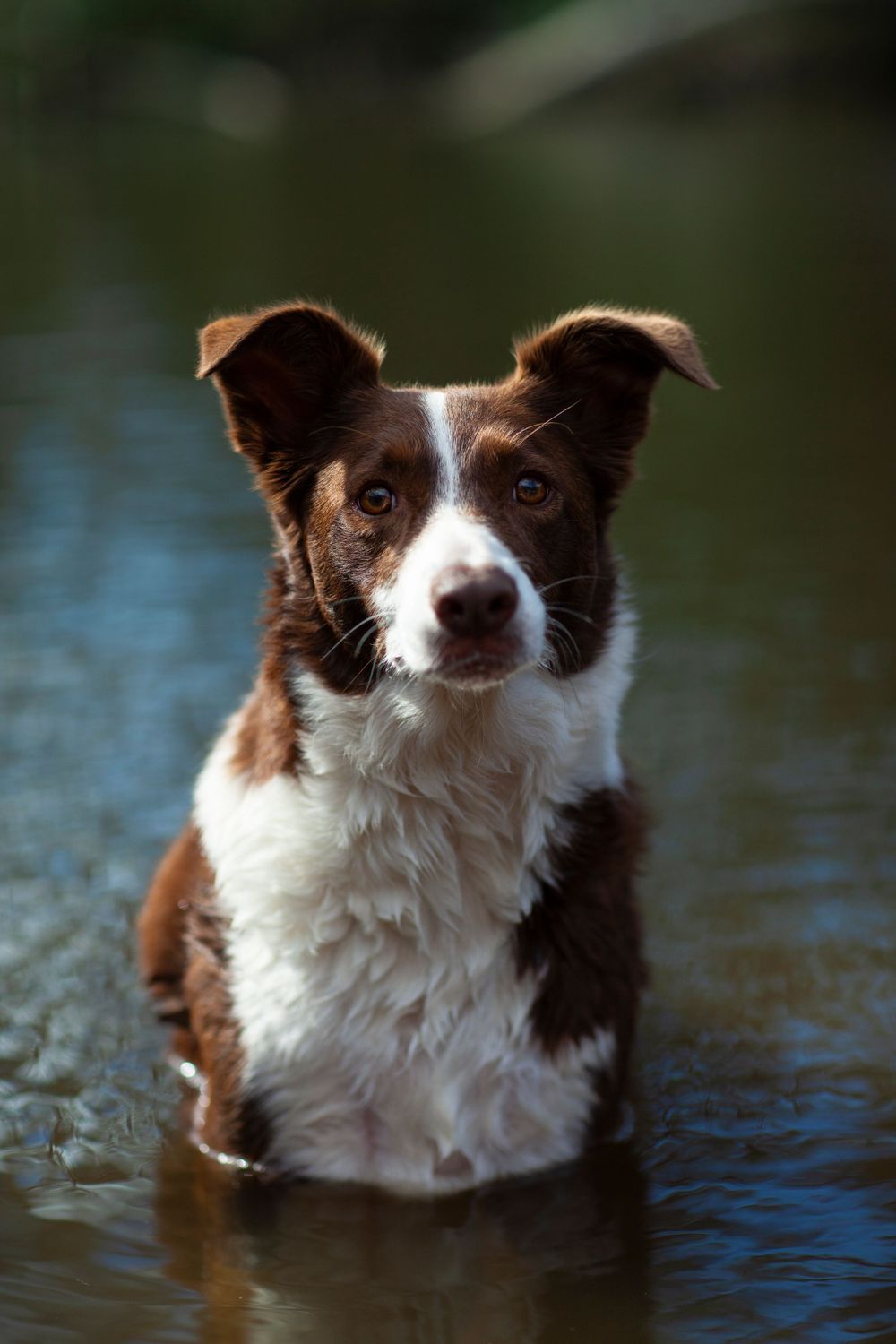 Brown and white Border Collie standing in water with alert expression.