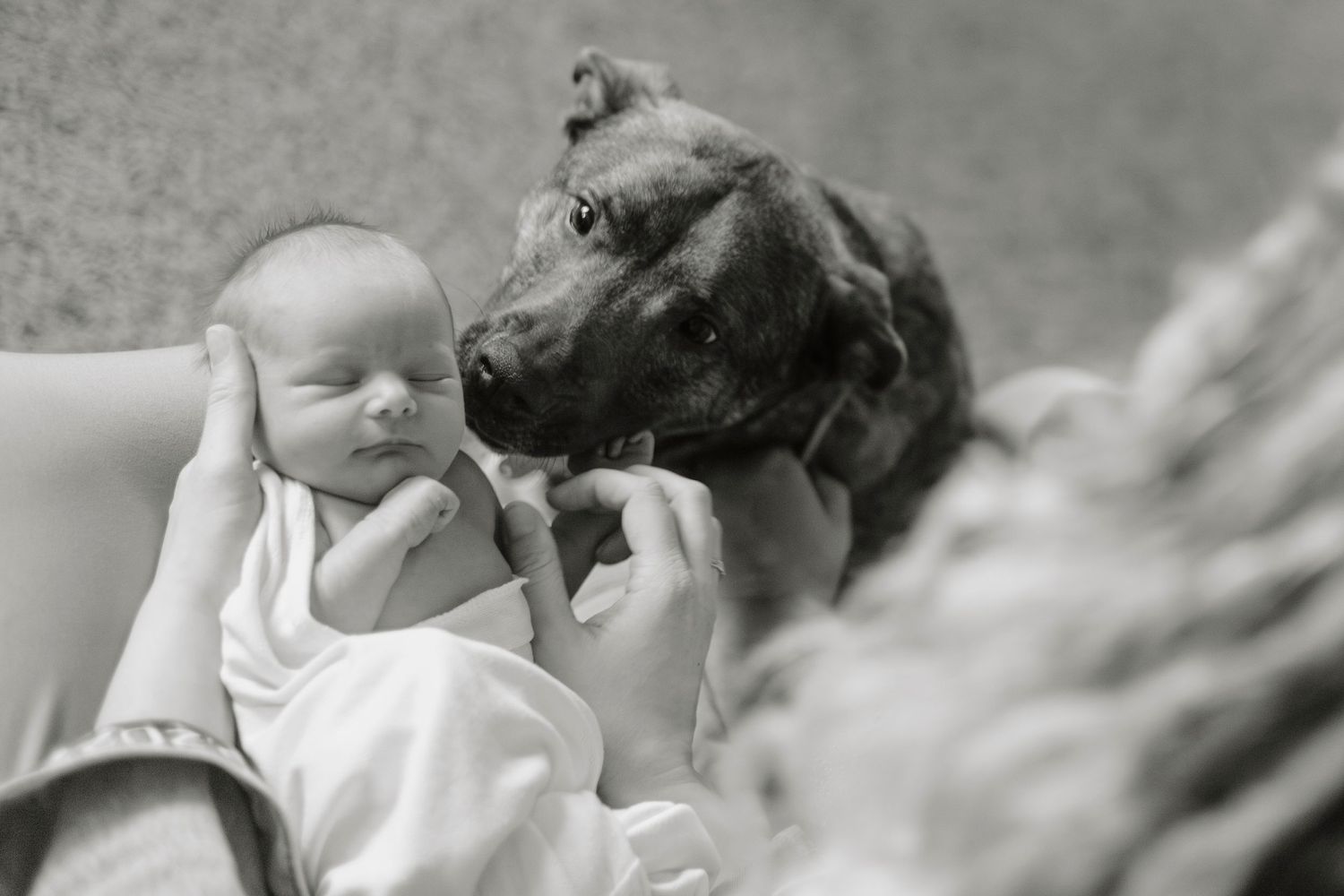 A black dog gently approaches a sleeping baby in white clothing.