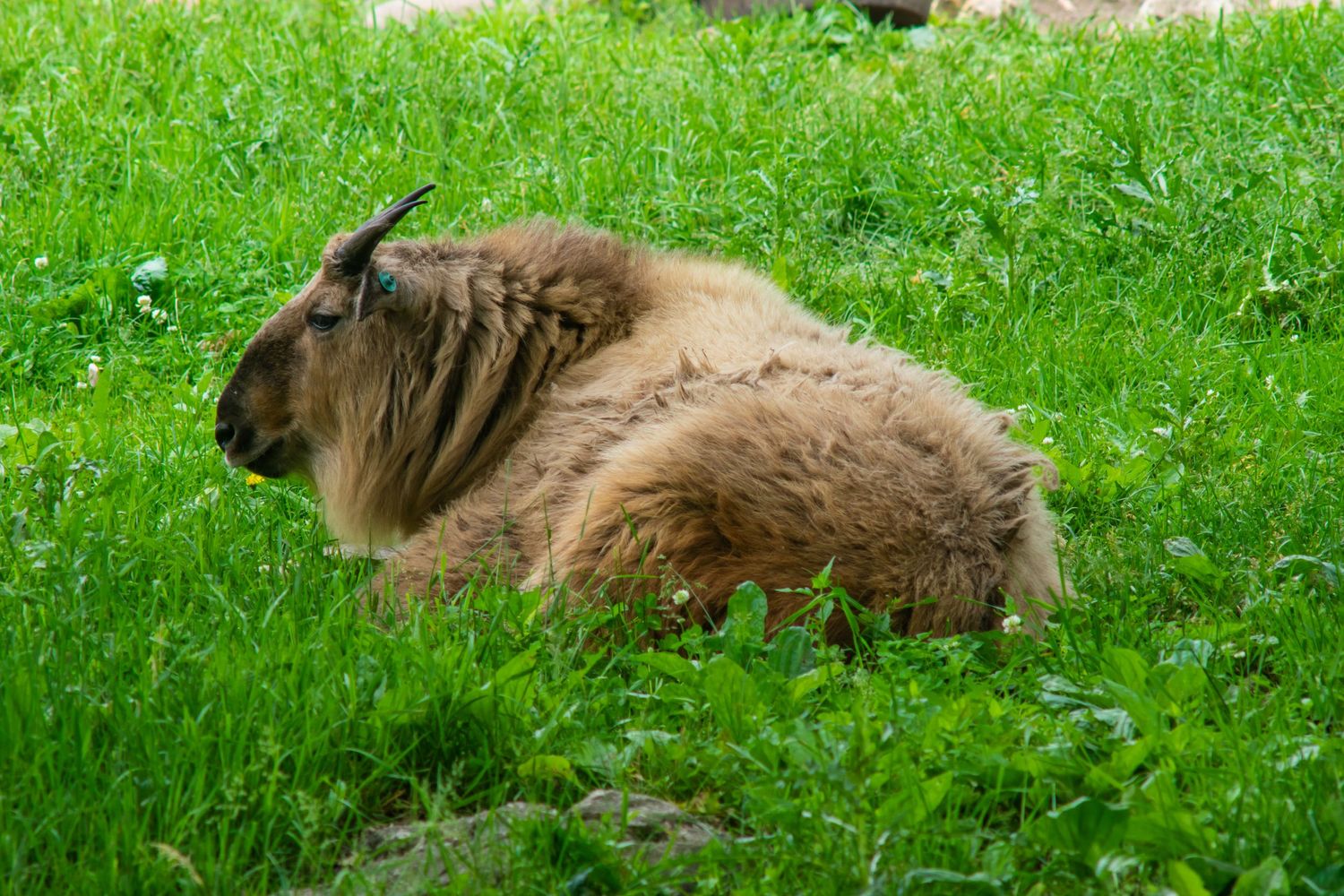 Brown bison resting in tall green grass on a sunny day.