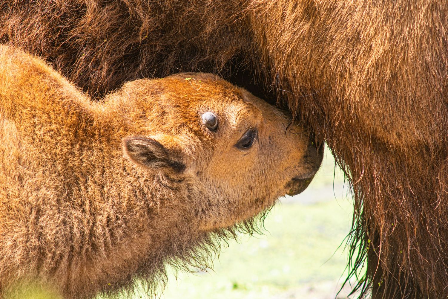 Close-up of a baby bison nursing from its mother with brown fur.