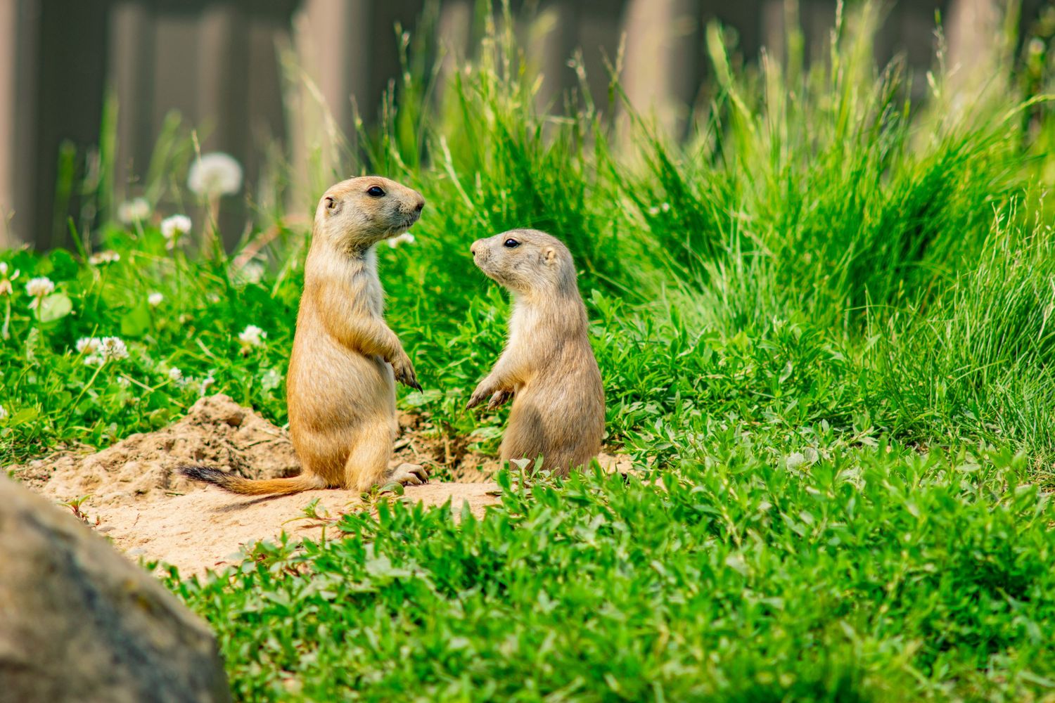 Pair of prairie dogs interacting on dirt mound surrounded by green vegetation.