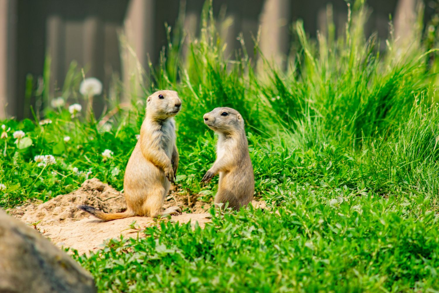 Two prairie dogs standing alert in lush green grass with wildflowers.