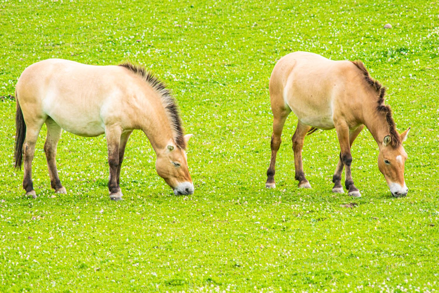 Two Przewalski's horses grazing together in bright green pasture.