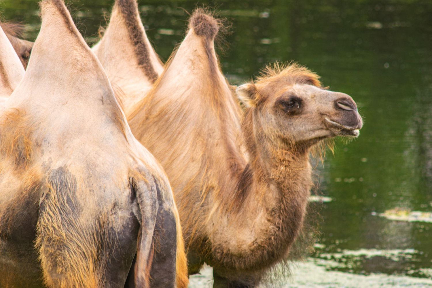 Bactrian camel with distinctive humps standing near water in natural habitat.