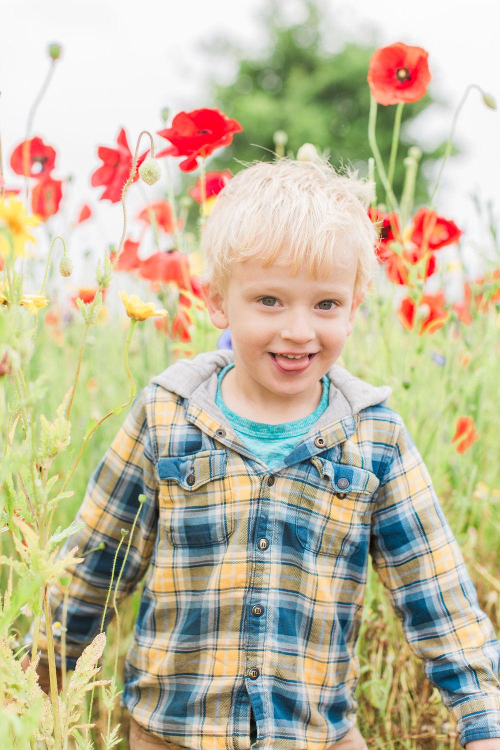 A smiling child wearing a plaid shirt stands in a field of bright red poppies on a sunny day at the confetti fields Hayley elizabeth