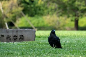 Green grassy area with stone marker or memorial in Japanese text.