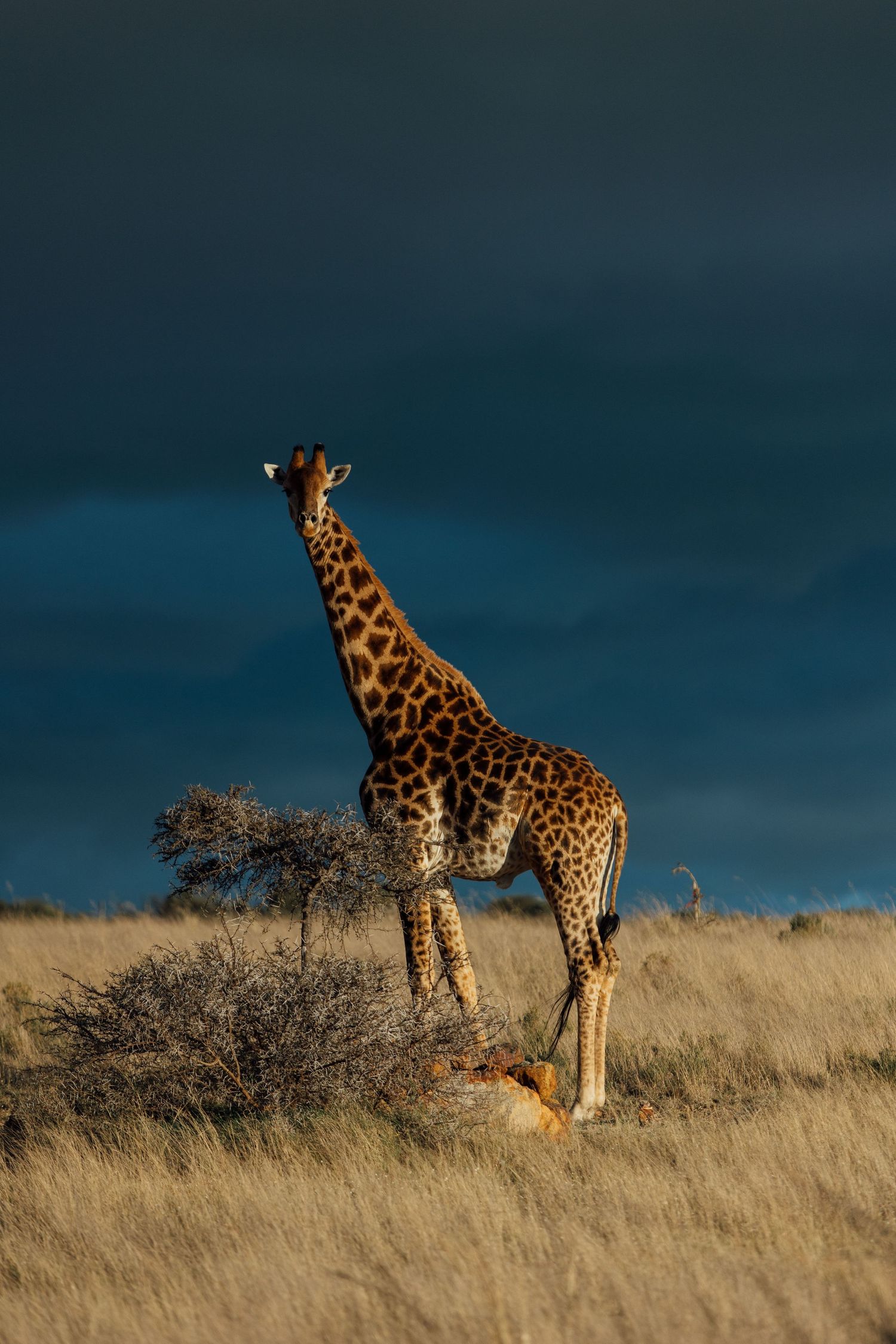 A tall giraffe stands in golden grassland against a dramatic dark blue sky in Africa during sunset.