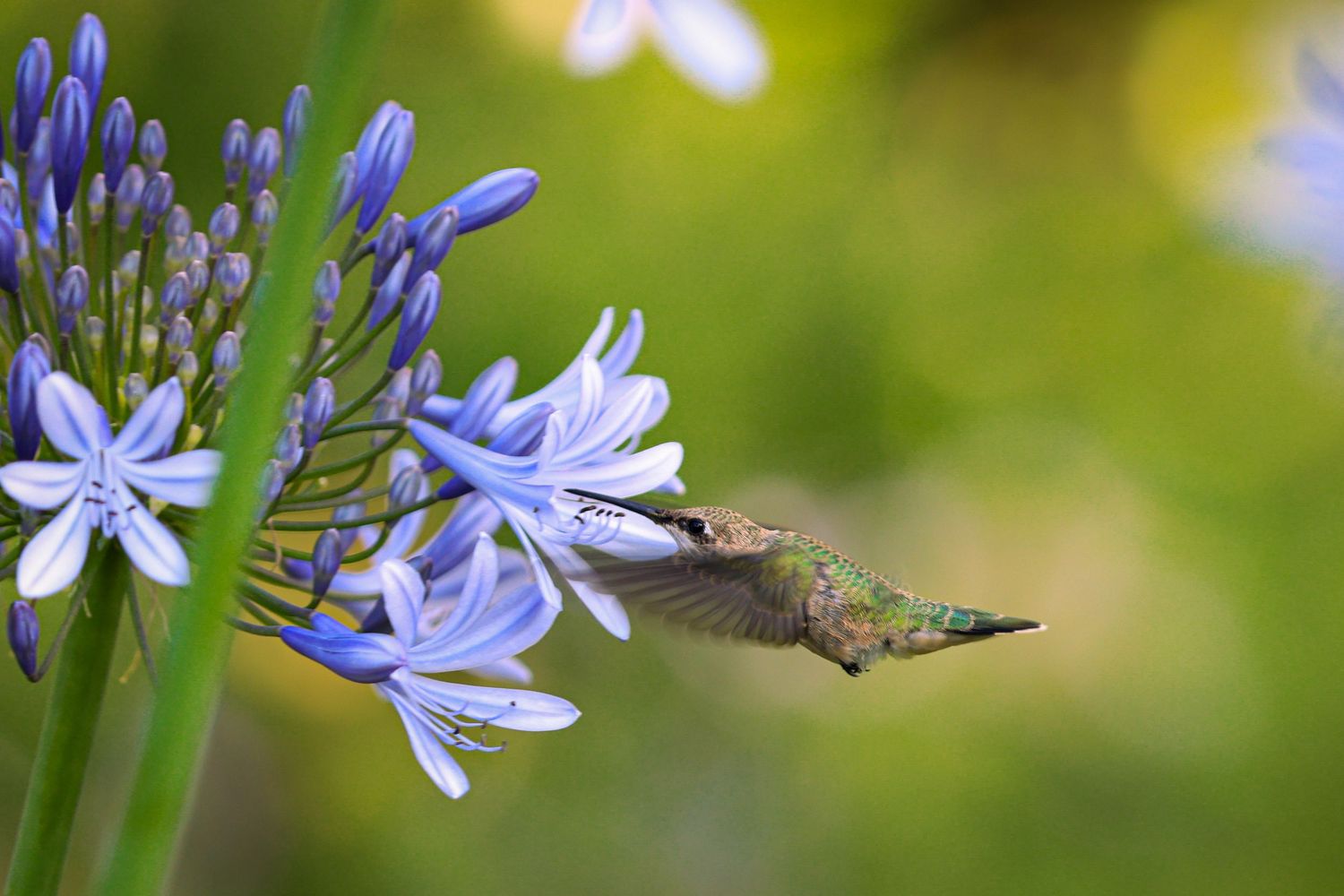 Hummingbird feeding from purple agapanthus flowers in sunny garden.