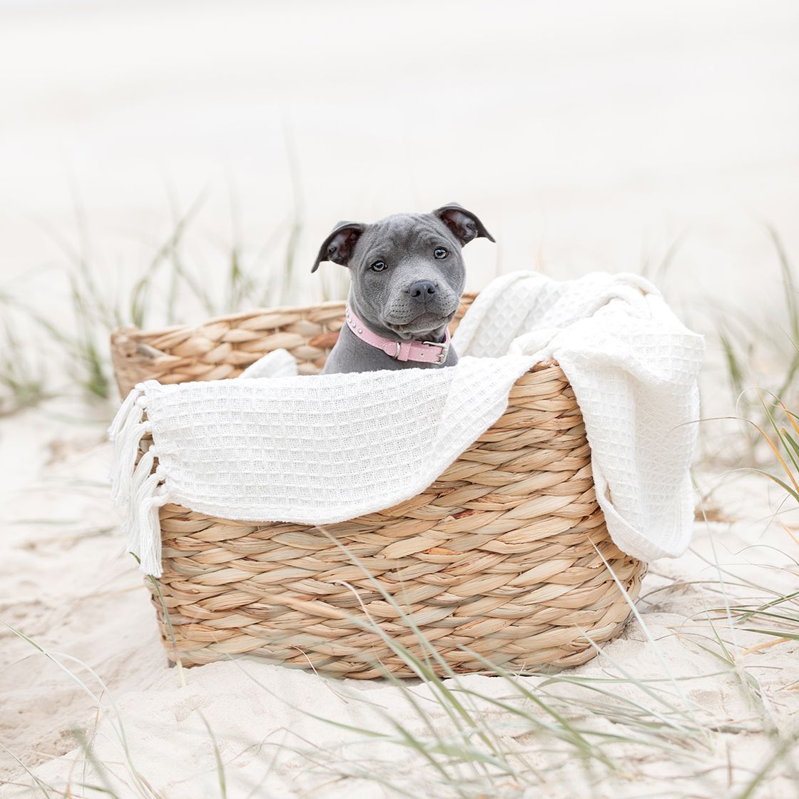 Lola in her basket ready for her photo
