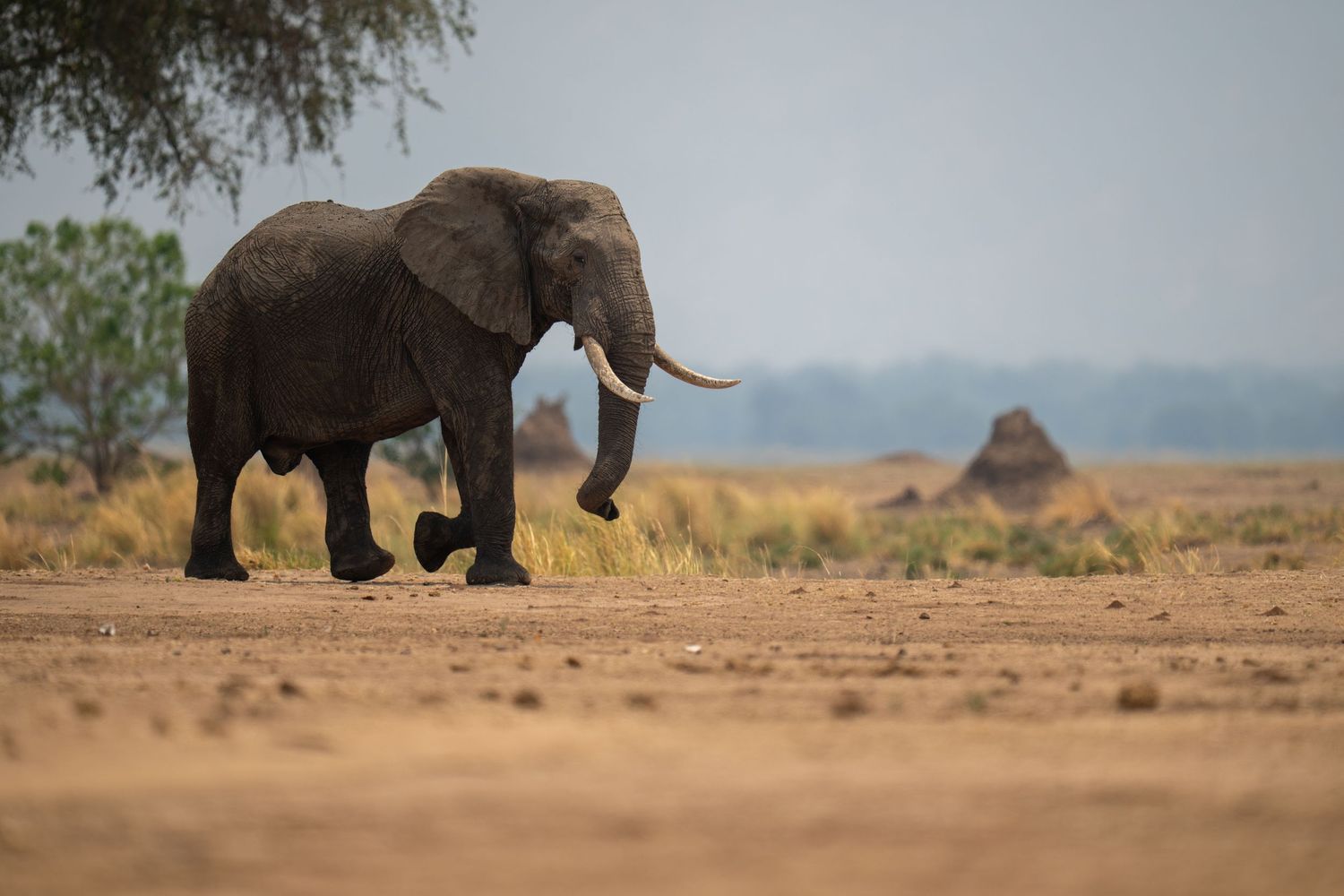 African elephants walk across a dusty savanna landscape at sunset.