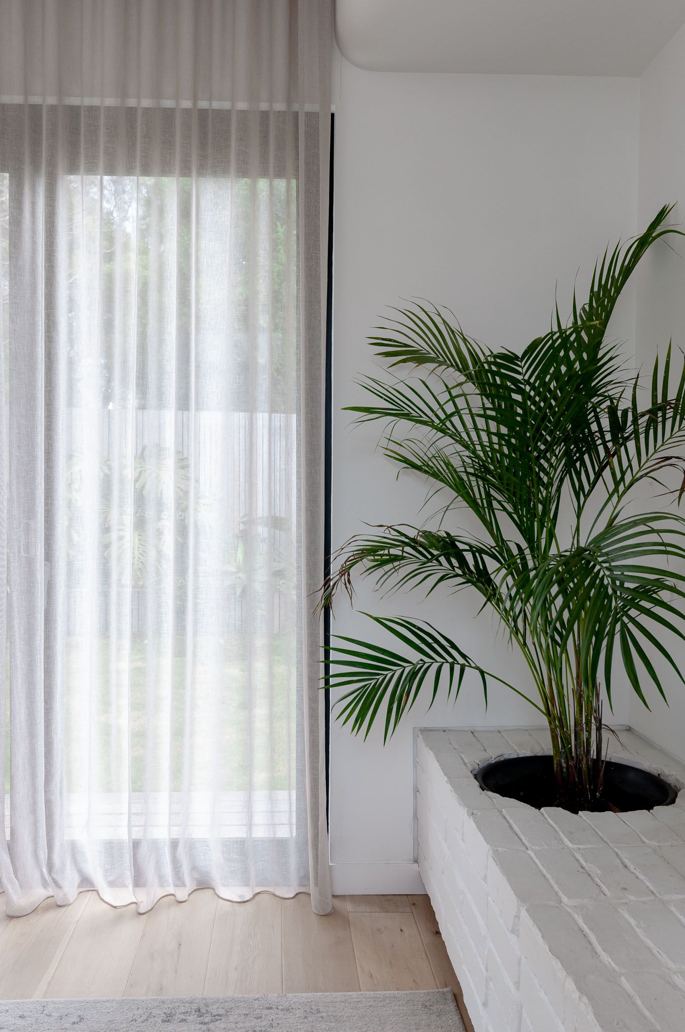 Large palm plant in white planter beside sheer curtains and light wood flooring.
