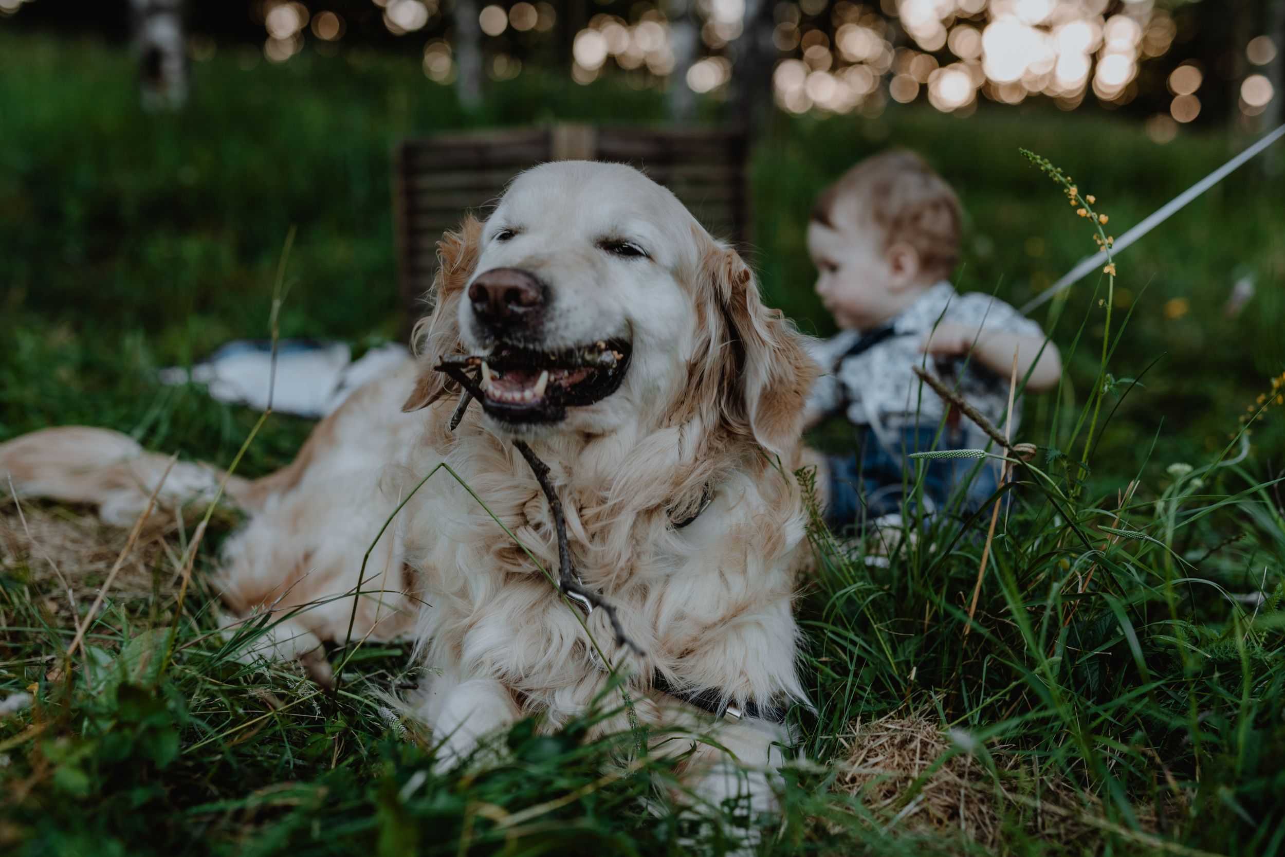 Adorable baby and family dog playing during a family session at Jelenovac.