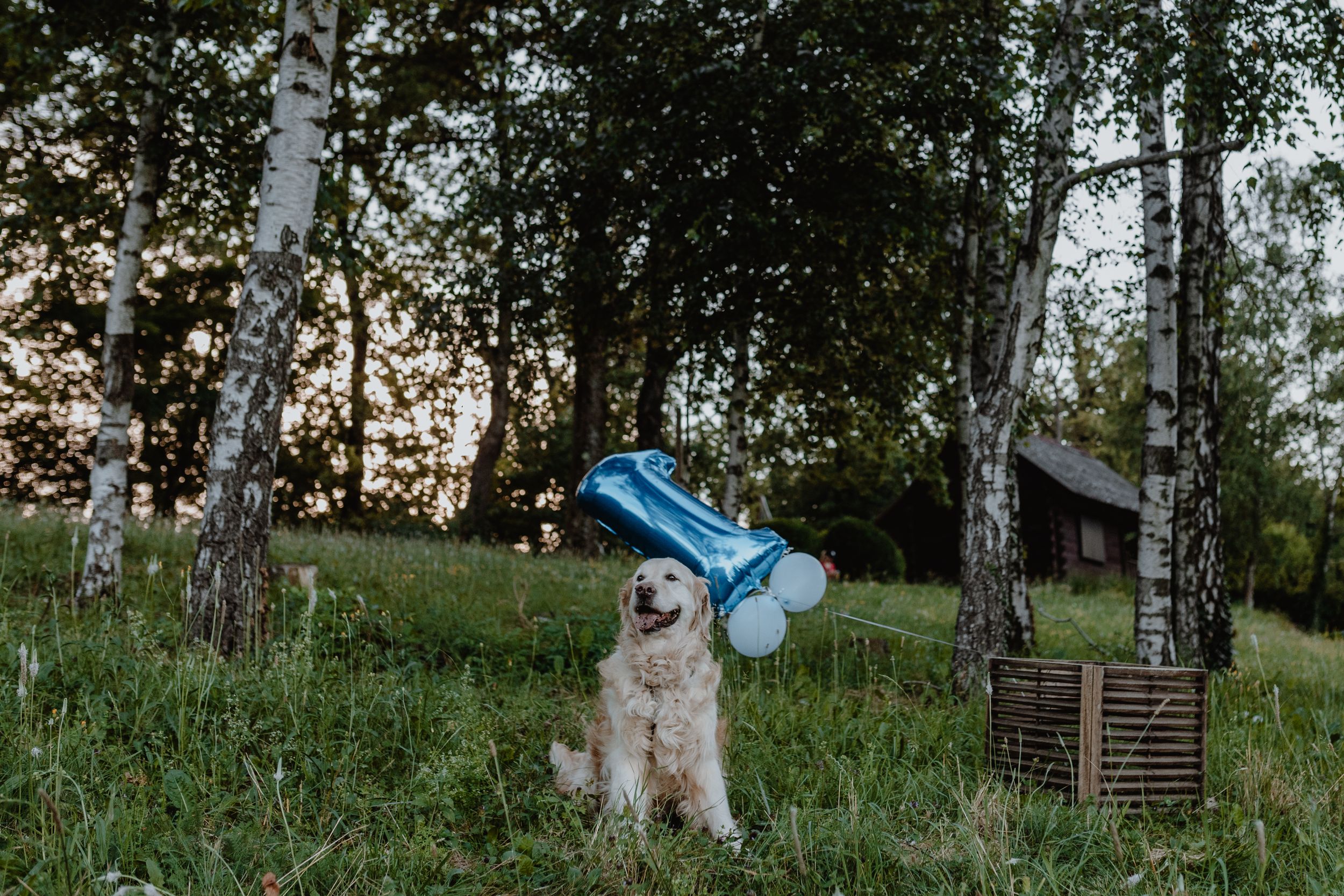 Family dog posing for a photo during a first birthday session at Jelenovac, Zagreb.